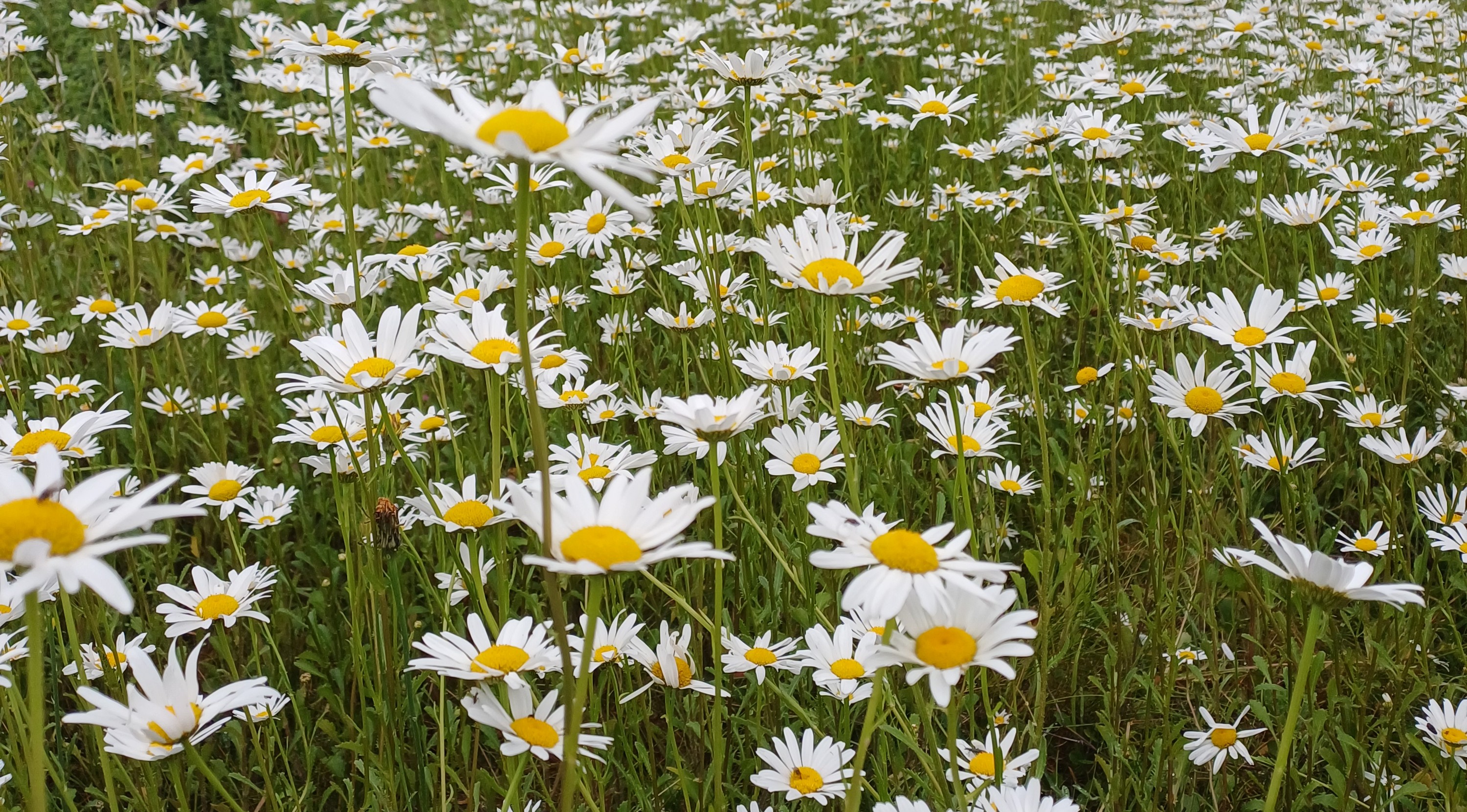 Cropped Daisies
