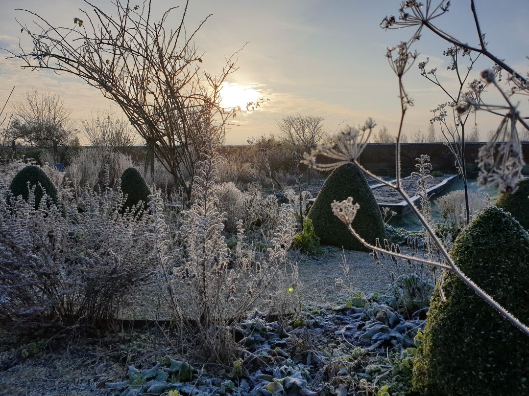 Frosty potager