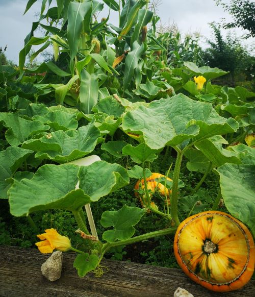 About the garden squash bed
