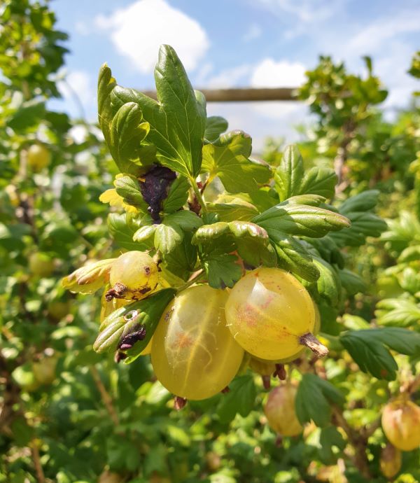 220713 Gooseberries