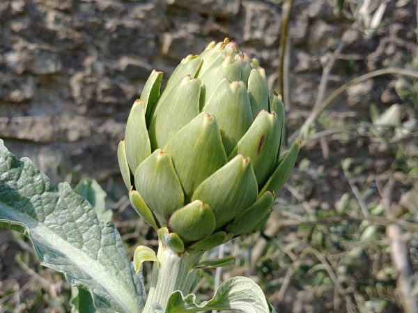 1905 Artichoke