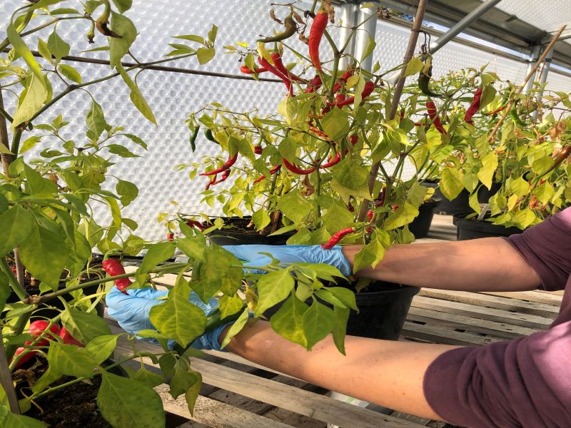 Chillis in polytunnel