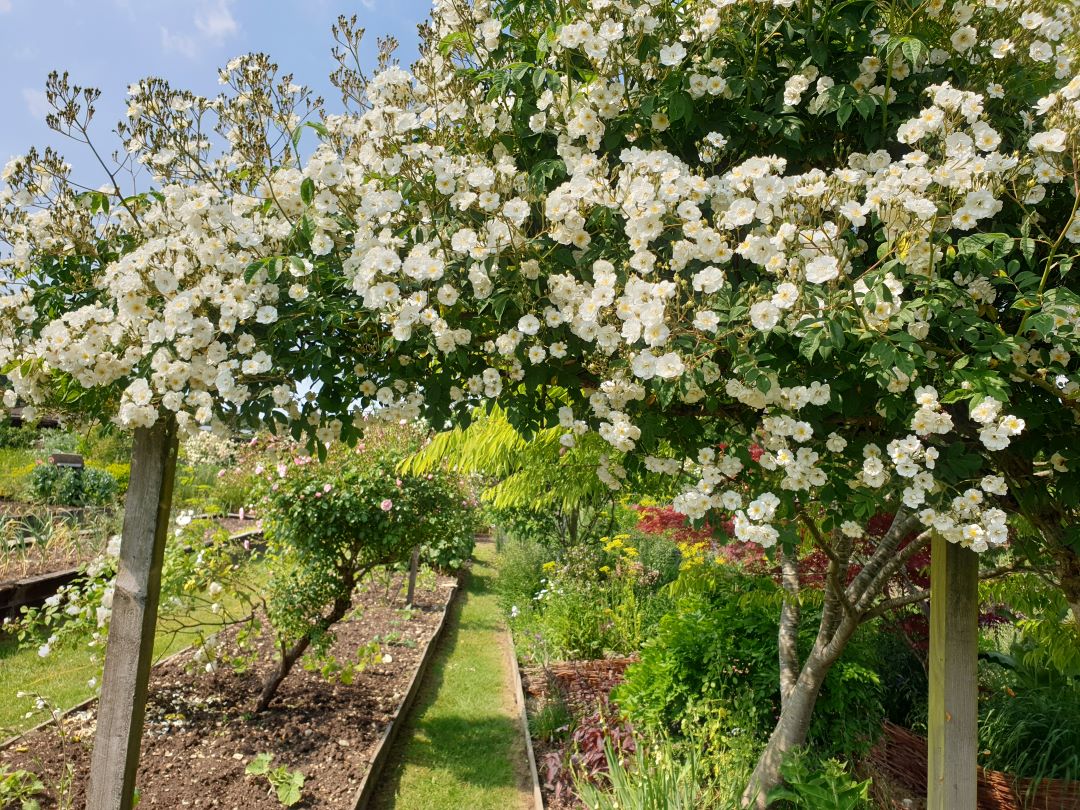 Avenue White Roses