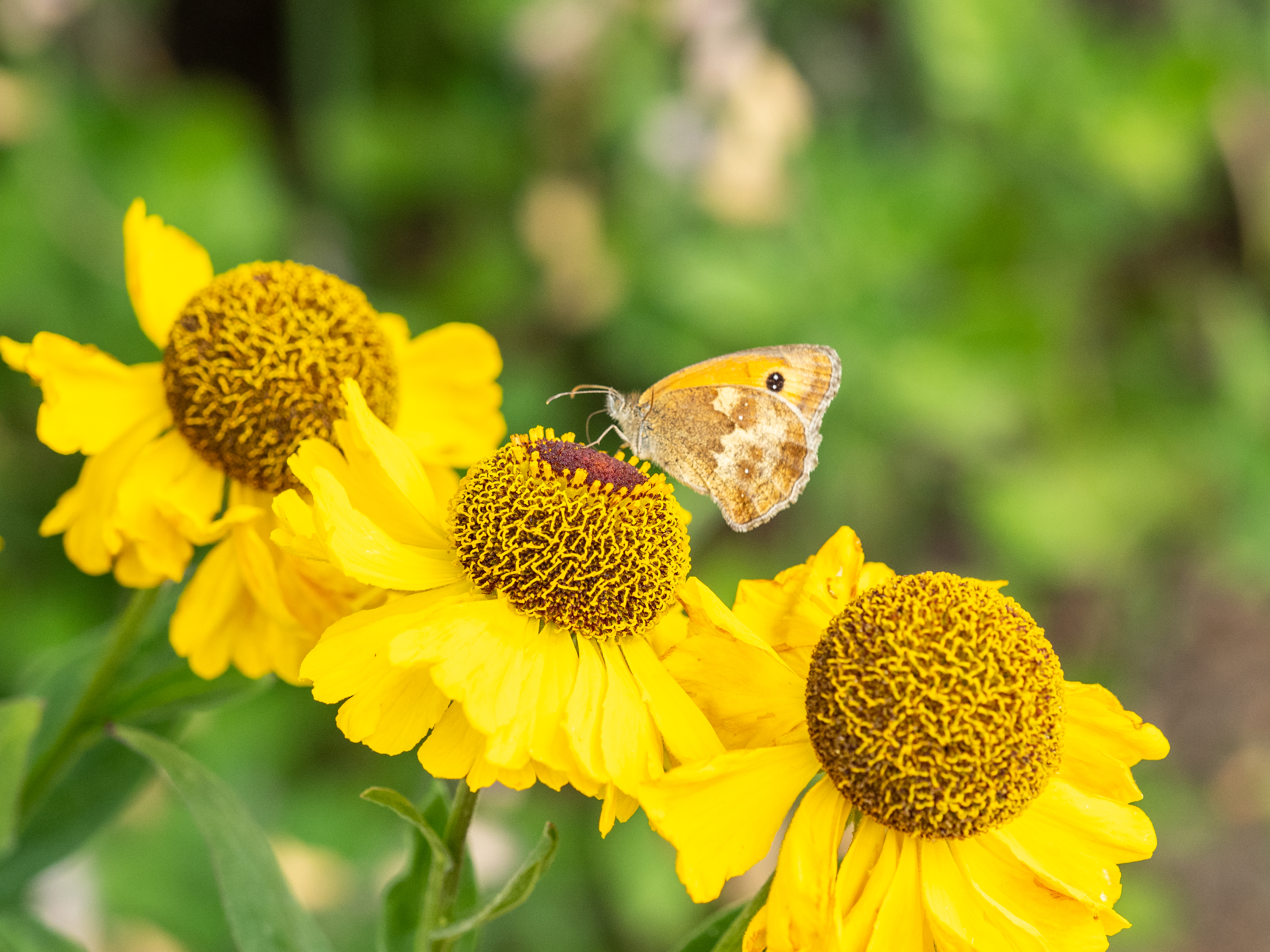 Butterfly And 3 Yellow Flowers 220720 @Urbansquirrel